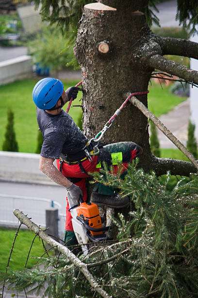 Best Emergency Tree Removal  in Princeton, TX