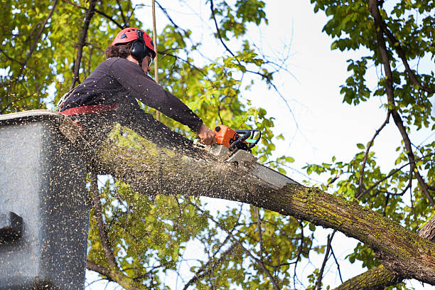 How Our Tree Care Process Works  in  Princeton, TX